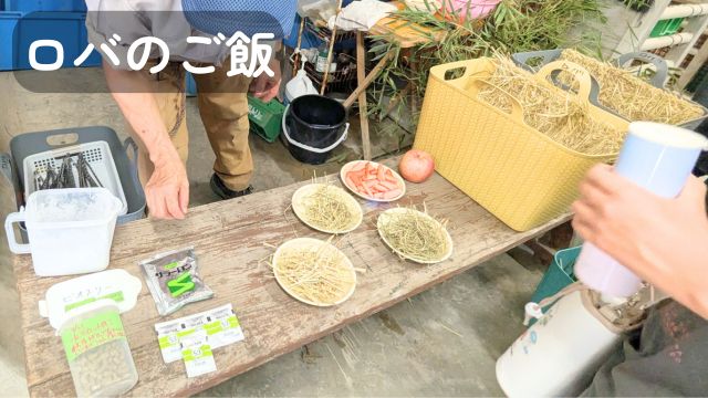 到津の森公園：会員さま限定スペシャルツアー「ロバ編」レポ・ロバのご飯