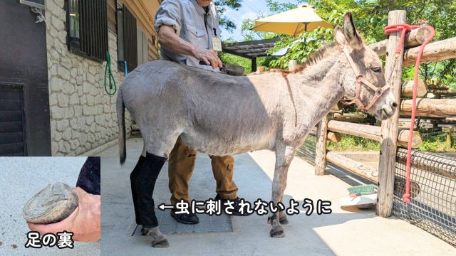 到津の森公園：会員さま限定スペシャルツアー「ロバ編」レポ・ロバ
