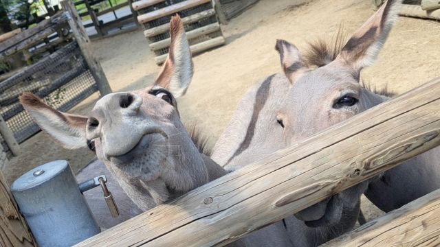 到津の森公園：会員さま限定スペシャルツアー「ロバ編」レポ・ロバを近くで見る