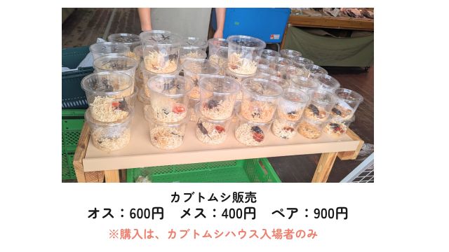 農事センターカブトムシハウス2026:生体販売