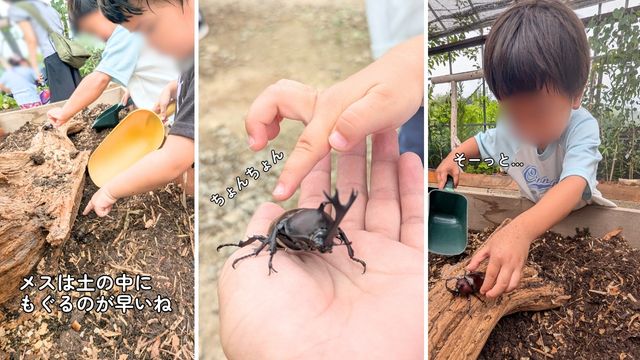 農事センターカブトムシハウス2026: 体験の様子