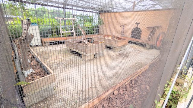 農事センターカブトムシハウス2026:施設内の様子