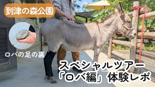 【体験レポ】到津の森公園スペシャルツアー「ロバ編」